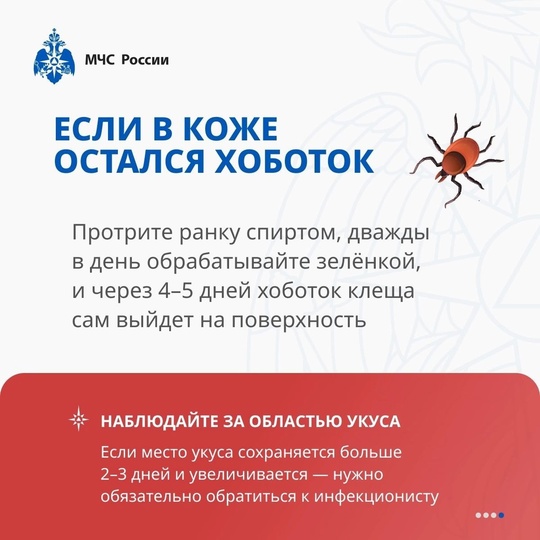 В Курской области продолжается сезон активности клещей